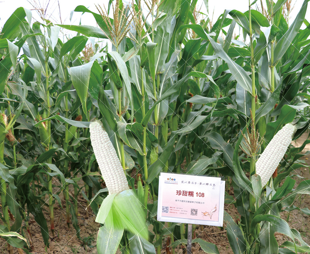 1558343392425874.jpg 501.jpg