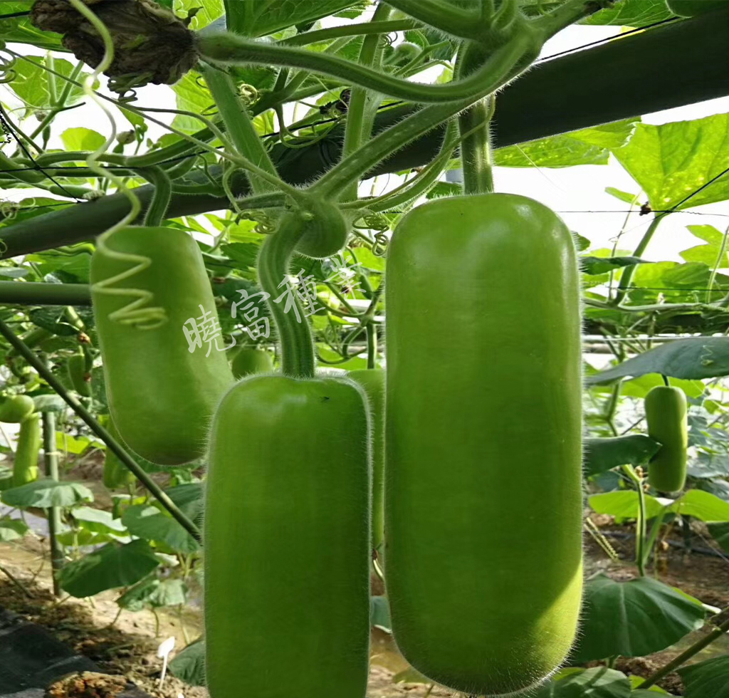 1585991886153483.jpg 02.jpg