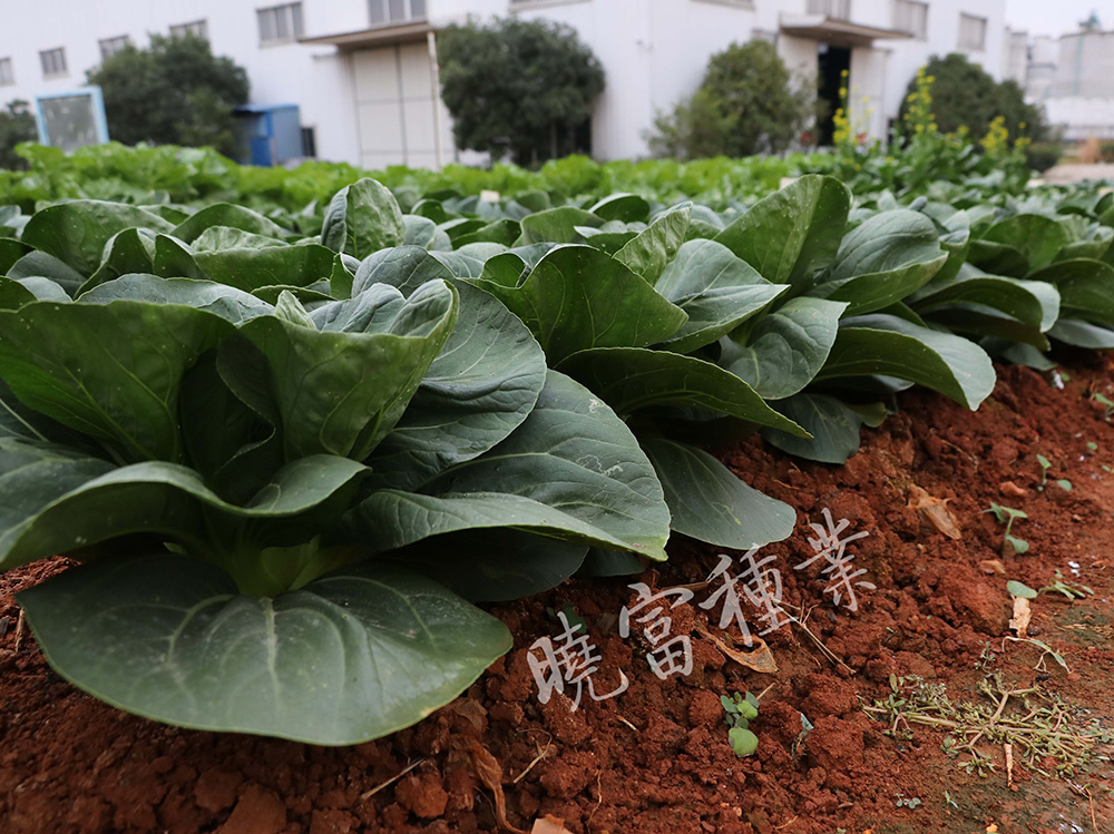 1600245687709704.jpg 06.jpg